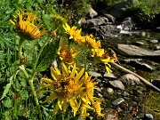 Bocchetta di Budria-Monte Azzaredo ad anello fiorito-10lu22 - FOTOGALLERY